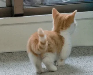 Telegram sticker 🤍 @Donyai_estikr1