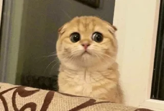 Video sticker 🤍 @Donyai_estikr1