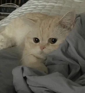 Telegram sticker 🤍 @Donyai_estikr1