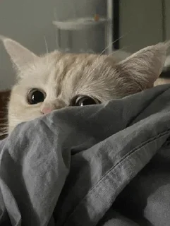 Telegram sticker 🤍 @Donyai_estikr1