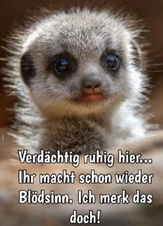 Video sticker ⭐️ My Stickers • @sticbot