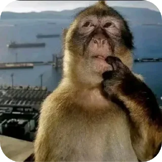 Telegram sticker 🧐 Hahasofunny