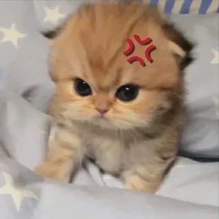Telegram sticker 🤩 Больше стикеров тут: @stikery_emodzi_memy