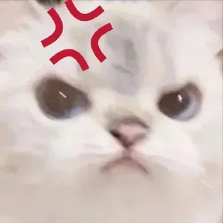 Video sticker 🤩 Больше стикеров тут: @stikery_emodzi_memy