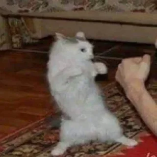 Telegram sticker 😡 Toib ka pack hai sar