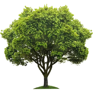 Video sticker 🌳 Trees Nature @PunjabiSticker