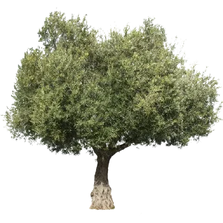Telegram stiker 🌳 Trees Nature @PunjabiSticker