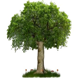Telegram stiker 🌳 Trees Nature @PunjabiSticker