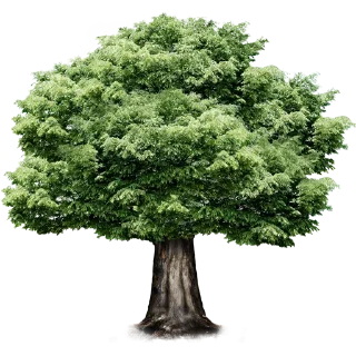 Video sticker 🌳 Trees Nature @PunjabiSticker
