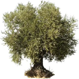 Video sticker 🌳 Trees Nature @PunjabiSticker