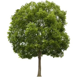 Telegram stiker 🌳 Trees Nature @PunjabiSticker