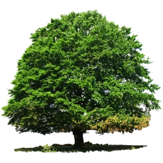 Sticker 🌳 Trees Nature @PunjabiSticker