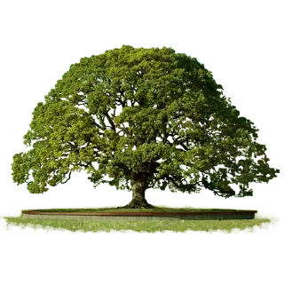 Telegram stiker 🌳 Trees Nature @PunjabiSticker