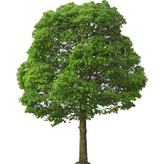 Telegram stiker 🌳 Trees Nature @PunjabiSticker