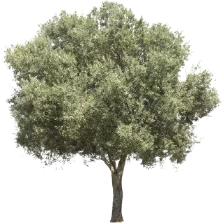 Telegram stiker 🌳 Trees Nature @PunjabiSticker