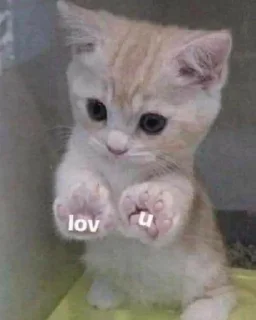 Video sticker 🌟 MeowMeow @AmourScripted :: @fStikBot