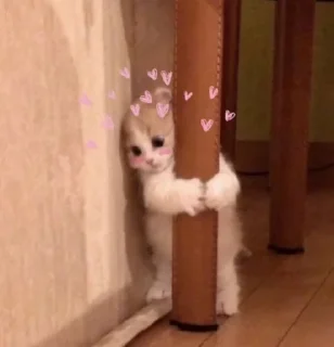 Telegram sticker 🌟 MeowMeow @AmourScripted :: @fStikBot