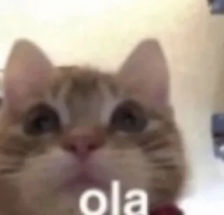 Sticker 🌟 MeowMeow @AmourScripted :: @fStikBot