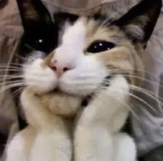 Video sticker 🌟 MeowMeow @AmourScripted :: @fStikBot