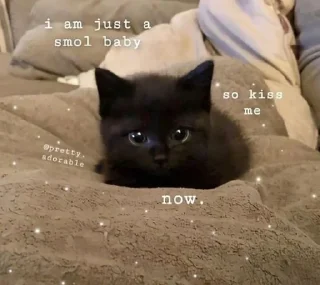 Telegram sticker 🌟 MeowMeow @AmourScripted :: @fStikBot