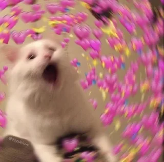 Telegram sticker 🌟 MeowMeow @AmourScripted :: @fStikBot