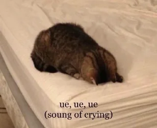 Telegram sticker 🌟 MeowMeow @AmourScripted :: @fStikBot