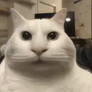 Video sticker 👻 개인용고양이콘 @DCConSticker