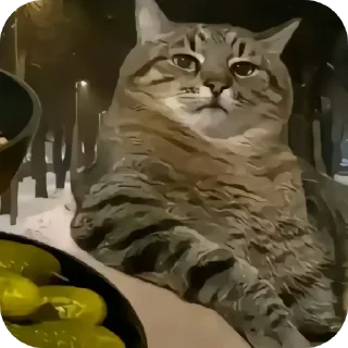 Video sticker 🐱 Just hate me пак by @StickerDreamBot