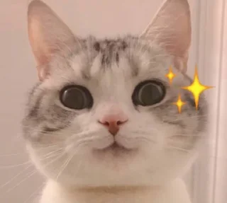 Телеграм стикер 🙃 核心支付官方群组第二期@zhifuzhifu