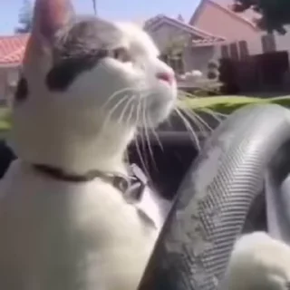 Video sticker 🐱 fartgod