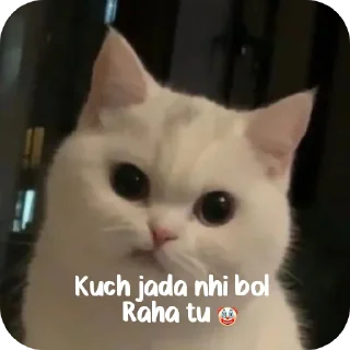 Video sticker 🐱 Sab pele jaye ge 🐸 • @sticbot