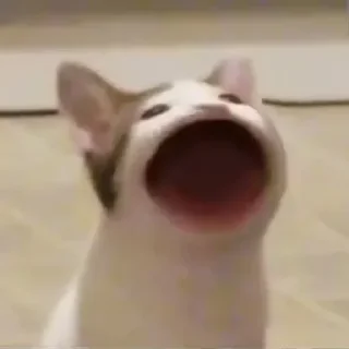 Video sticker 😲 Аай не воруй стикеры, пидорас