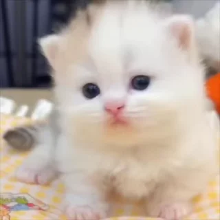 Video sticker 🌟 Шизя 2