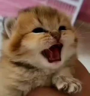 Video sticker 😔 Шизя 2