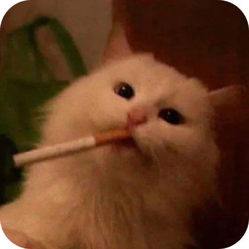 Telegram sticker 🤲 EU ROUBEI, TU ROUBASTES, NÓS ROUBAMOS