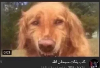 Telegram sticker 😹 حزمة مها بس