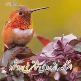Telegram sticker 🌶 @ifelfelbot الهی به امید تو
