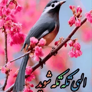 Video sticker 🌶 @ifelfelbot الهی به امید تو