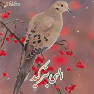 Telegram sticker 🌶 @ifelfelbot الهی به امید تو