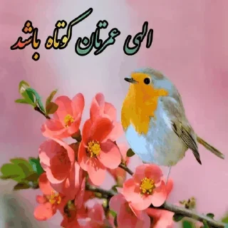 Video sticker 🌶 @ifelfelbot الهی به امید تو
