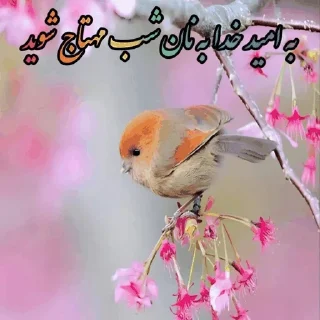 Video sticker 🌶 @ifelfelbot الهی به امید تو