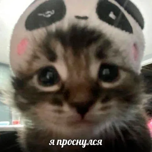 Телеграм стикер 😴 @WitchForge Ведьмин пак vol.4 :: @fStikBot