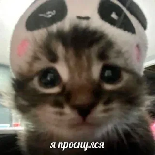 Video sticker 😴 @WitchForge Ведьмин пак vol.4 :: @fStikBot