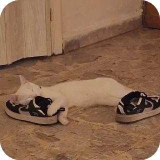 Sticker 👟 DawnPussy