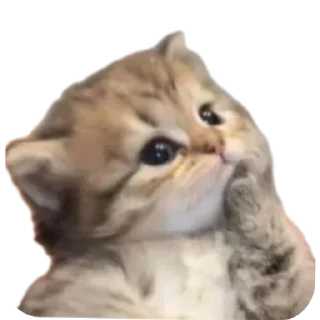 Telegram sticker 🐱 < 𝗕𝘆 : @qhqqh .