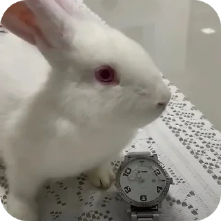 Video sticker 🐦 заяц @perehodtcc