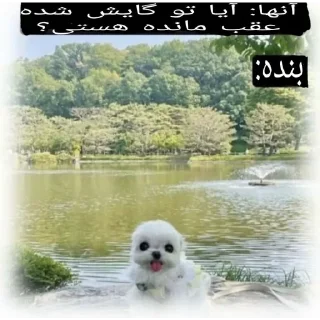 Video sticker 🍀 🌸 @digianti11bot.