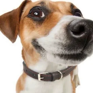 Telegram sticker 🐶 Momos mello