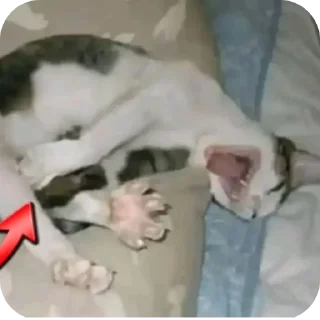 Video sticker 🐶 Momos mello