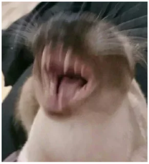 Video sticker 😂 𝓐𝓷𝓭𝓻𝓮𝓪ʚଓ